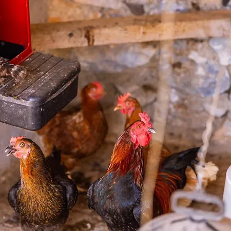 Agach Aparts-savran * Milas