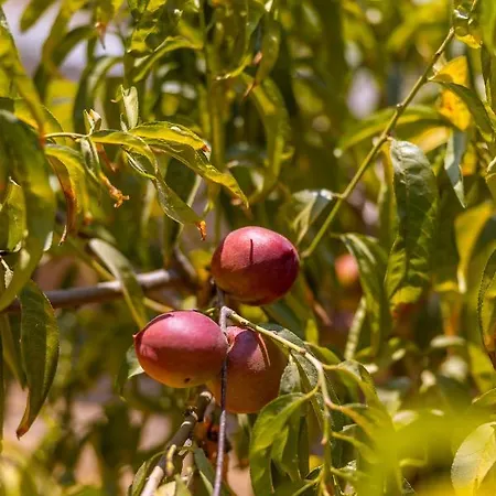 فيلة Agach Aparts-savran Milas