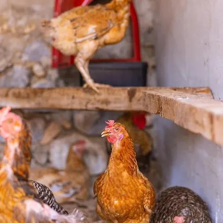 Agach Aparts-savran *