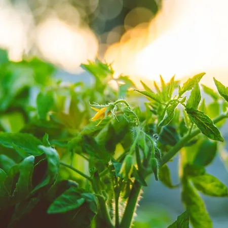 فيلة Agach Aparts-savran *