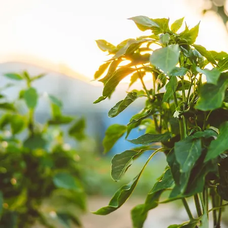 Agach Aparts-savran Milas