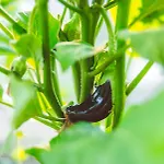 Agach Aparts-savran
