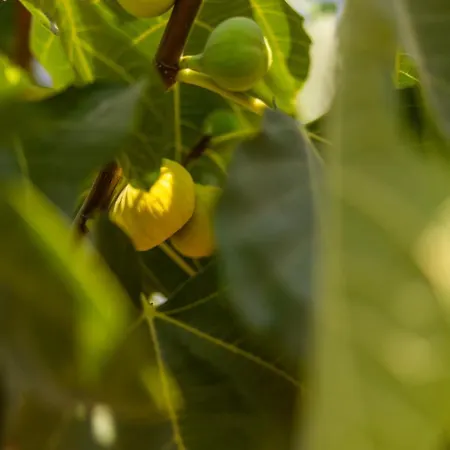 Agach Aparts-savran *