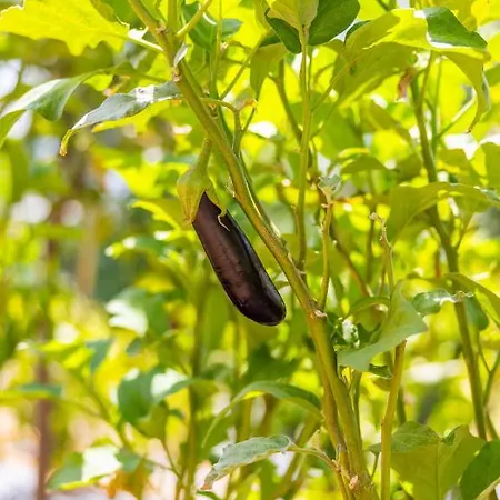 Agach Aparts-savran Villa Milas