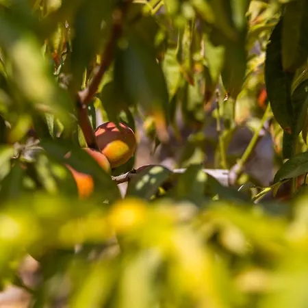 Agach Aparts-savran Milas